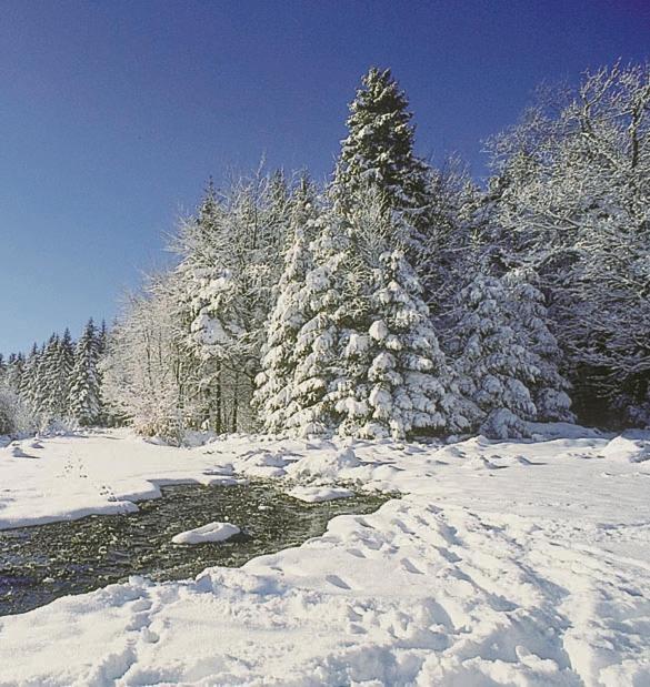 Vakantiepark Wilhelm Tell Superieur Chalet Opglabbeek Dış mekan fotoğraf